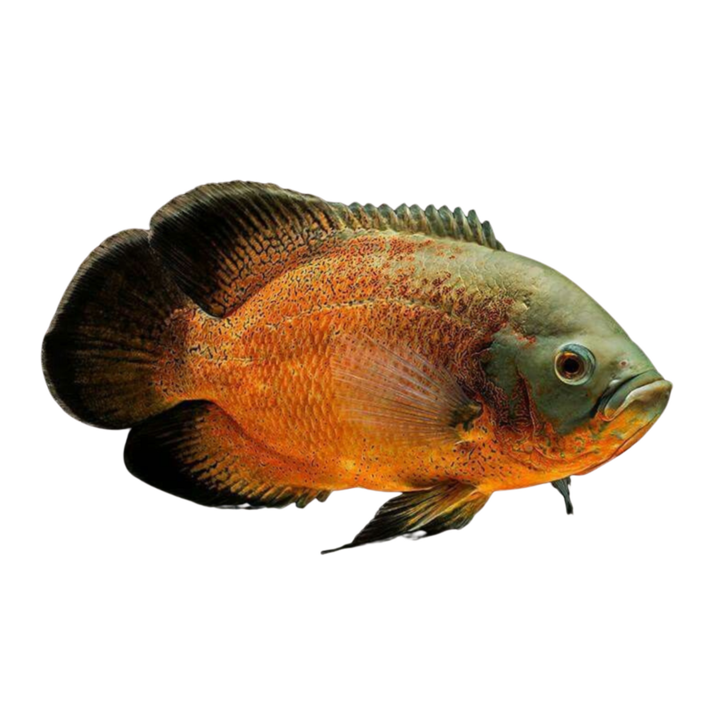 Oscar Bronze (S) - Astronotus Ocellatus)