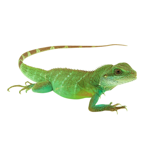 Dragão de Água Chinês (Physignathus cocincinus)