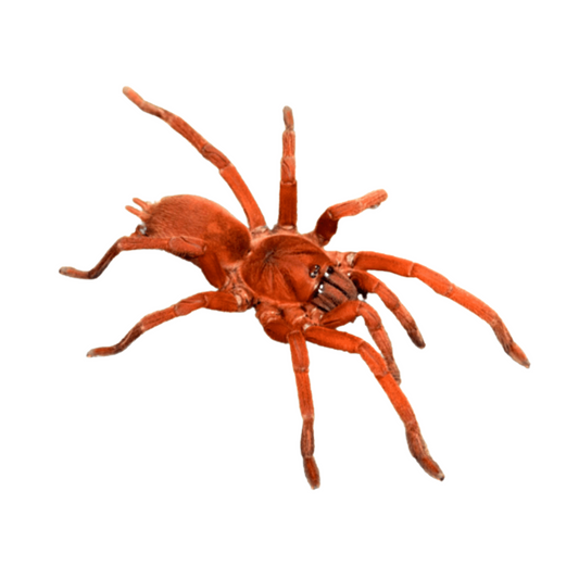 Orphnaecus philippinus