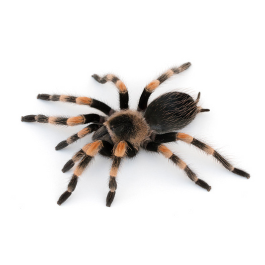 Brachypelma smith
