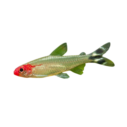 Tetra Nariz-de-Bêbado (Hemigrammus rhodostomus)