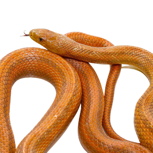 Cobra Rateira Amel Het WS (Elaphe obsoleta rossalleni)