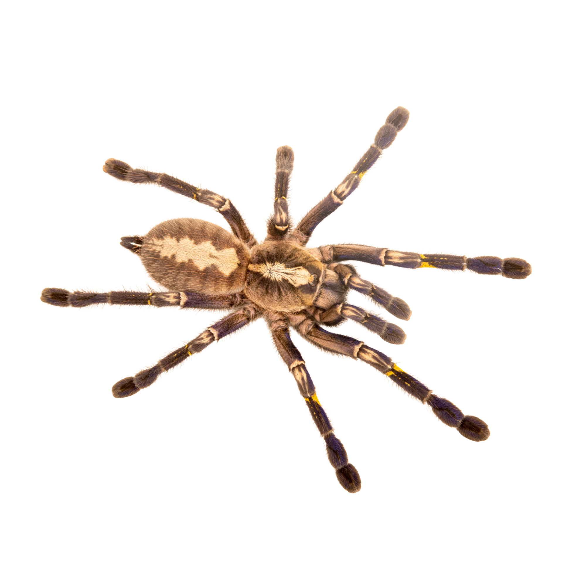 Poecilotheria metallica – Jaspet