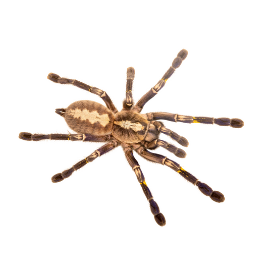 Poecilotheria metallica