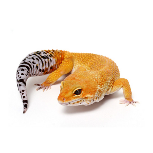 Gecko-leopardo Tangerine (Eublepharis macularius)