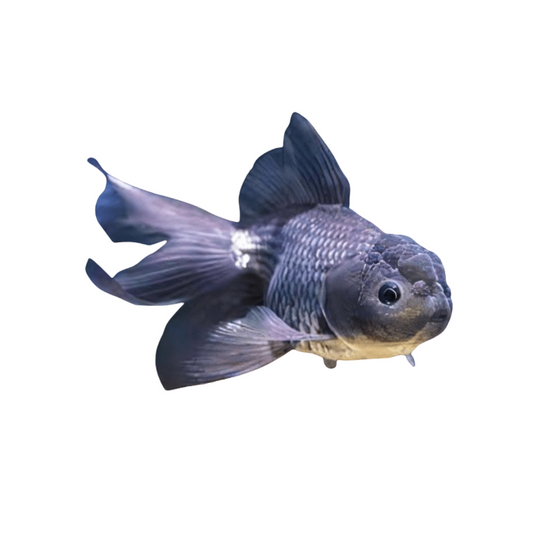Oranda Azul (carassius auratus)