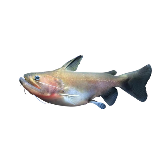 Gulper Catfish (Asterophysus batrachus)