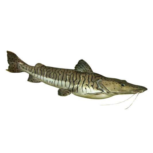 Cachara (Pseudoplatystoma fasciatum)