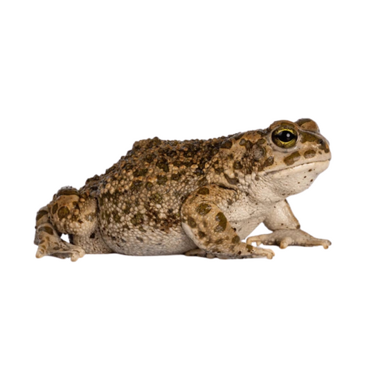 Sapo-Verde-Norte-Africano (Bufotes boulengeri)