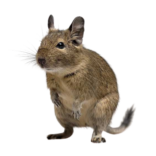 Degu (Octodon degus)