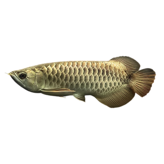 Arowana Highback (Scleropages formosus)