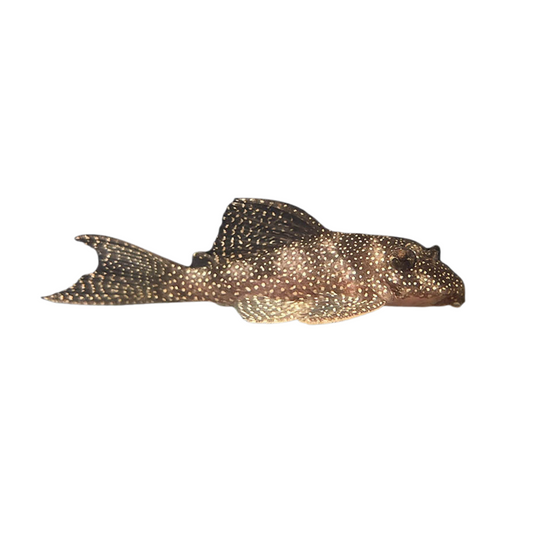 L262 (Hypancistrus Sp)