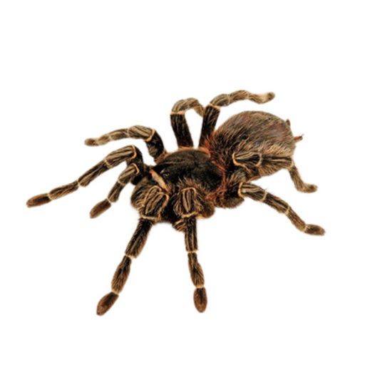 Lasiodora parahibana