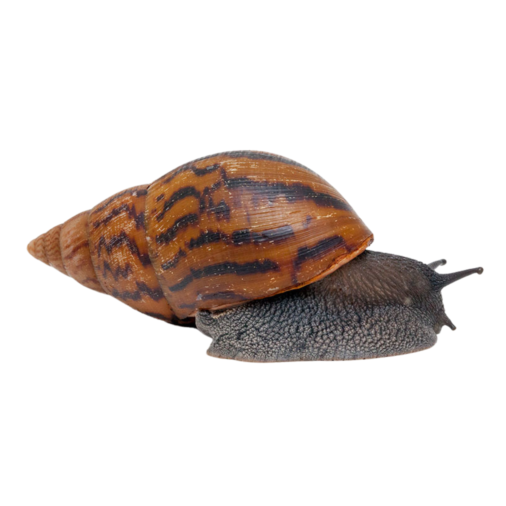 Caracol Gigante de Gana Africano - Achatina achatina – Jaspet