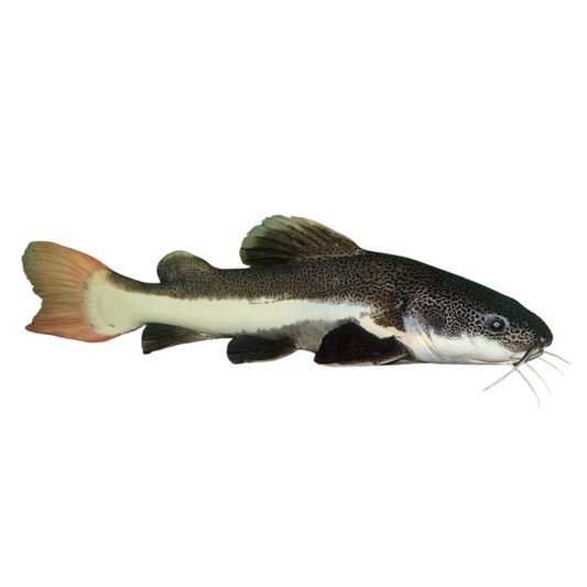 RTC / Pirarara (Phractocephalus hemioliopterus)