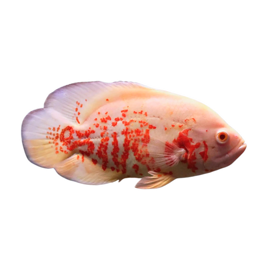 Oscar Tigre Vermelho Albino (Astronotus Ocellatus)