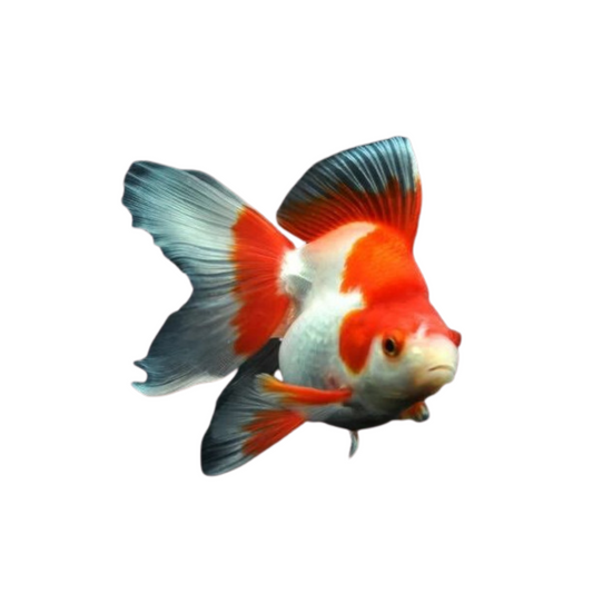 Ryukin (Carassius auratus)