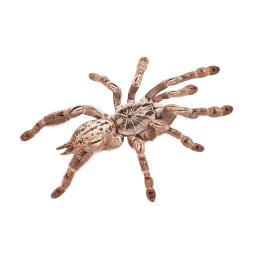 Heteroscodra maculata