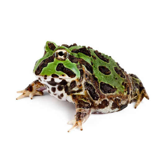 Pacman (Ceratophrys cranwelli)