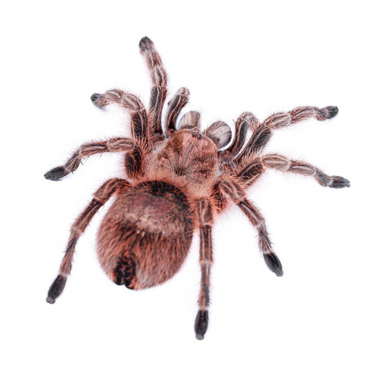 Grammostola rosea Red