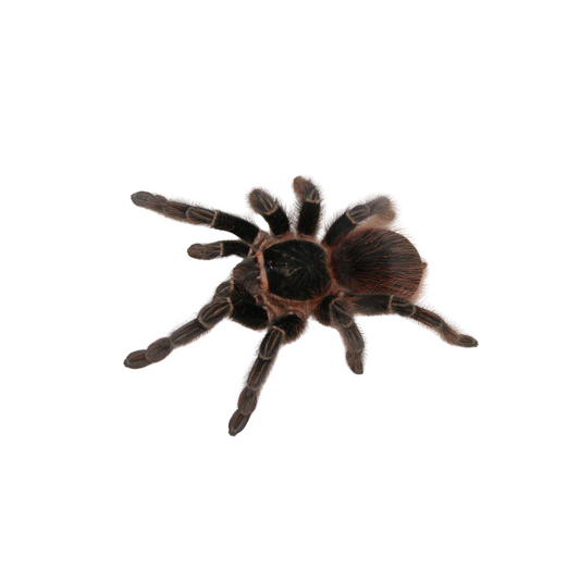 Acanthoscuria chacoana