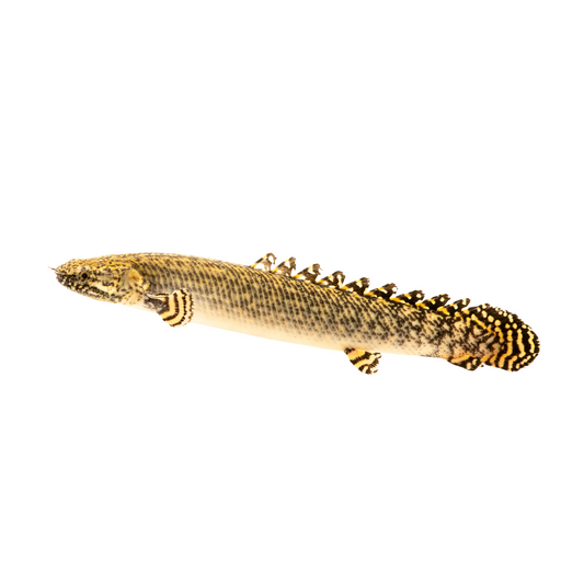 Polypterus ornatipinnis