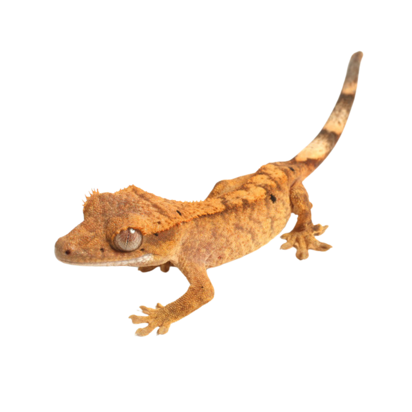 Gecko de crista (Correlophus ciliatus)