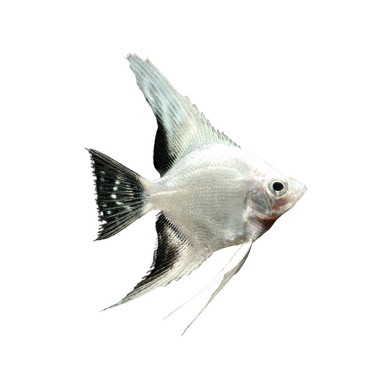 Escalar Platino (Pterophyllum scalare)