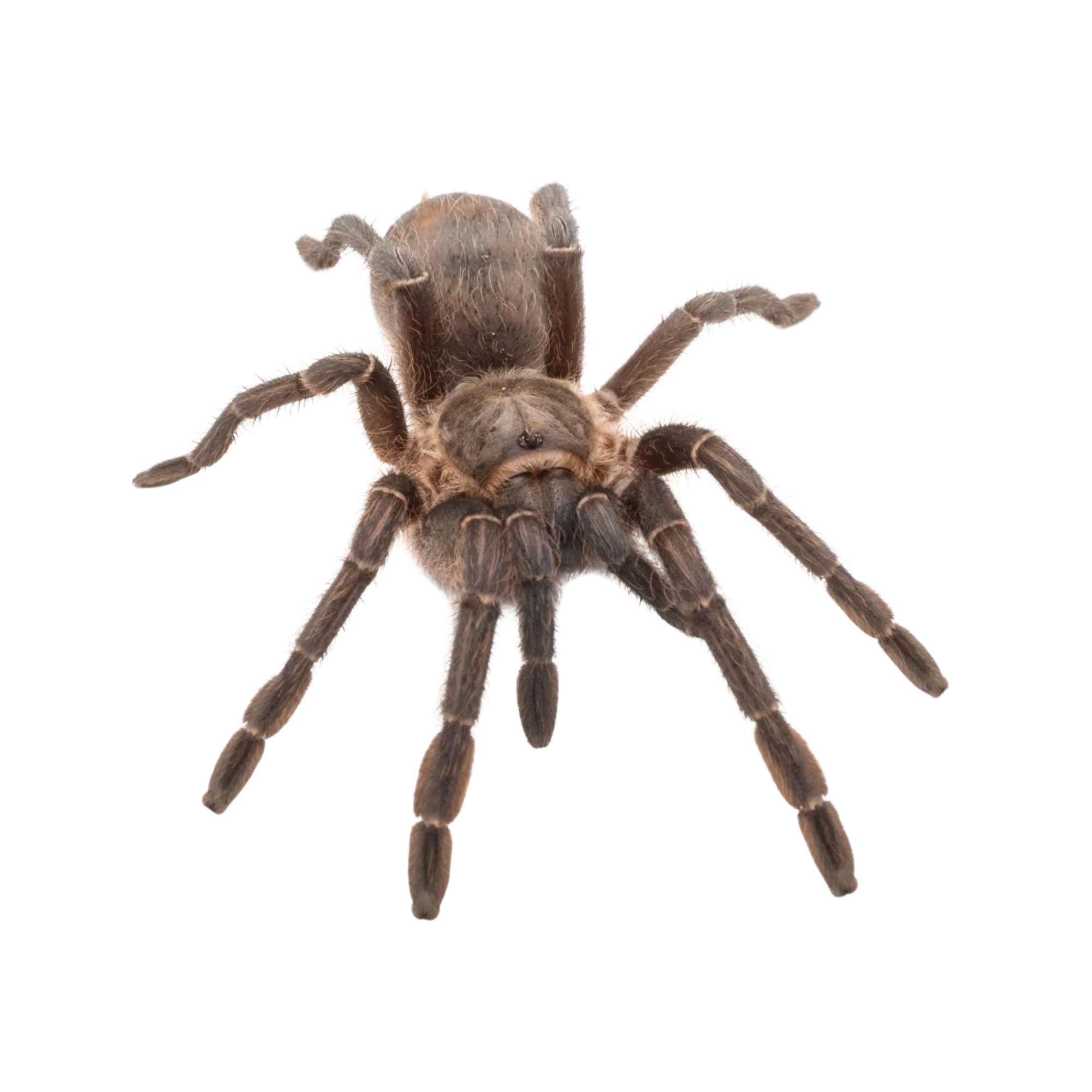 Aphonopelma seemanii – Jaspet