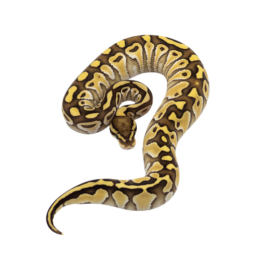 Piton Ball Lesser Pastel (Python regius)