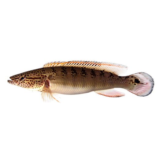 Crenicichla - Lenticulata (Crenicichla semifasciata)