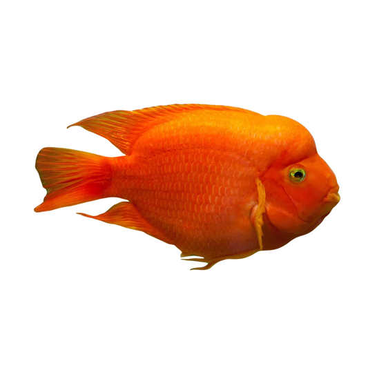 Peixe Papagaio (Blood Parrot Cichlid)
