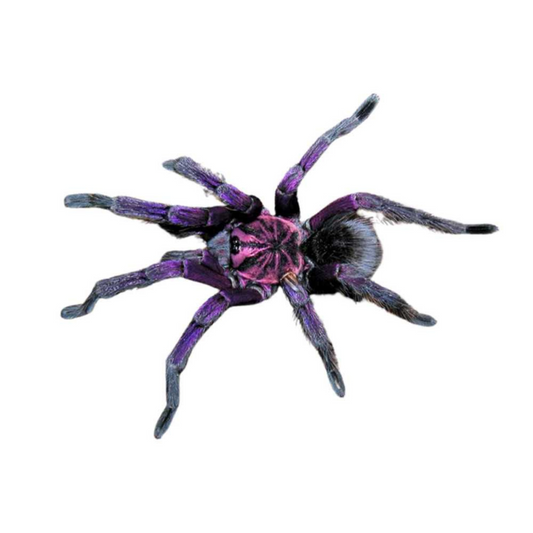 Pamphobeteus machala
