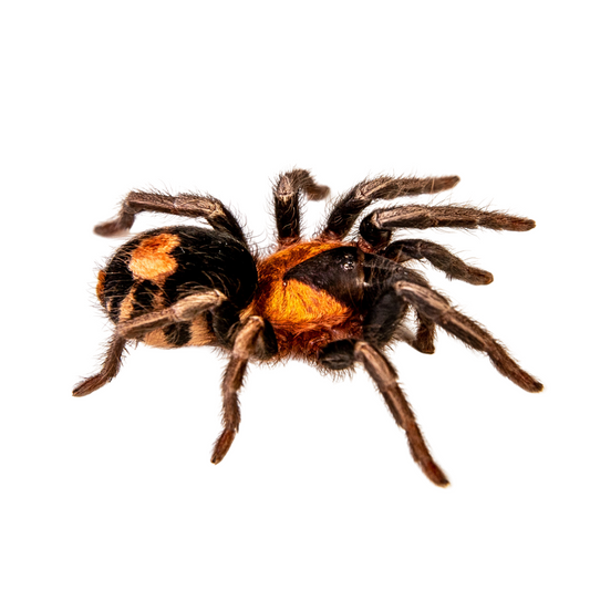 Cyriocosmus elegans