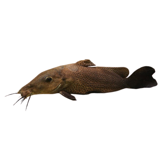 Giraffe Catfish (Auchenoglanis occidentalis)