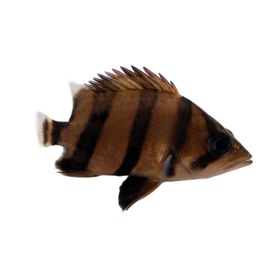 Datnioides Campbelli