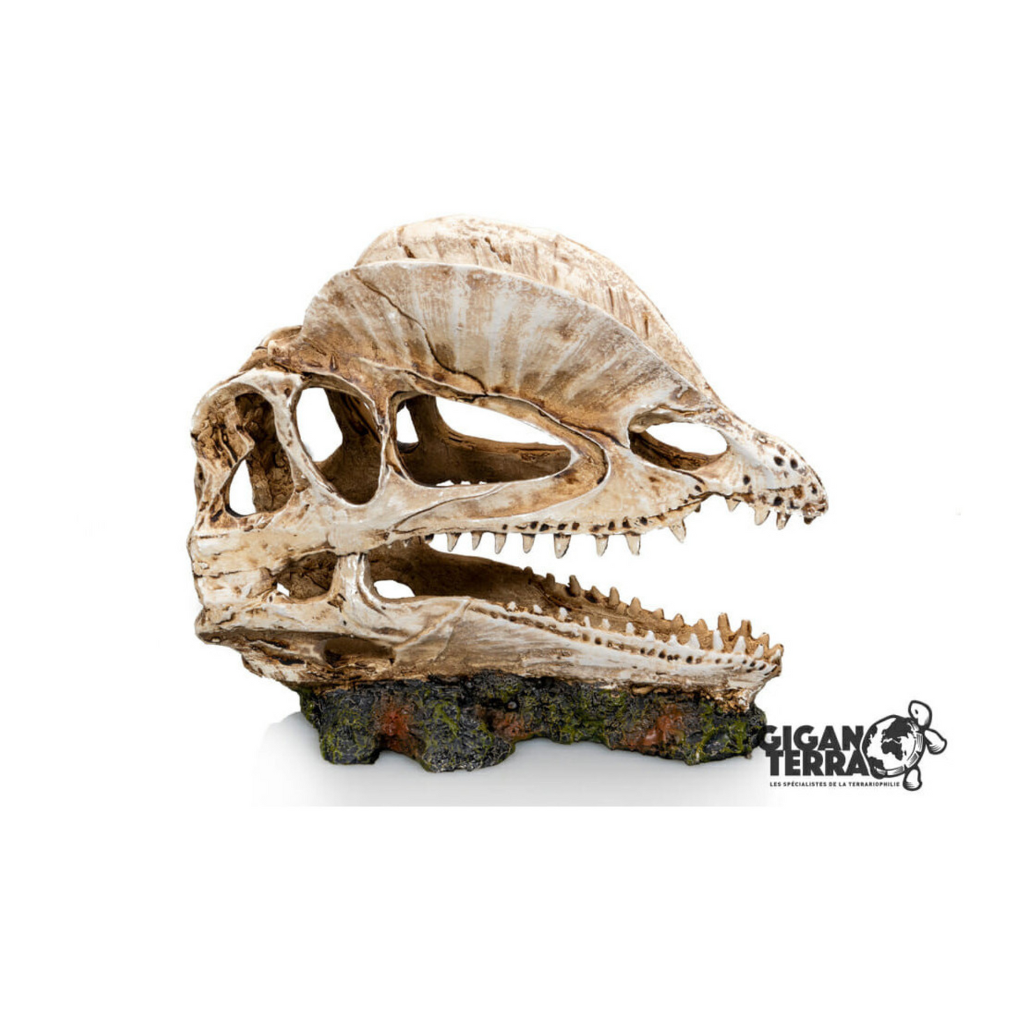 Crânio de Dinossauro