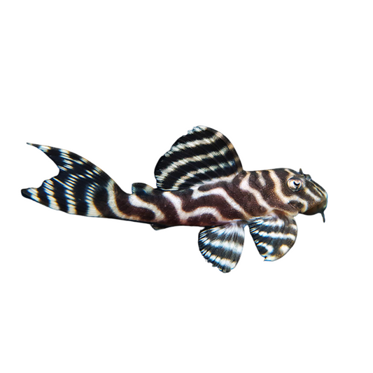 L333 (Hypancistrus sp)