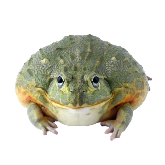 Rã-Touro-Africana (Pyxicephalus adspersus)