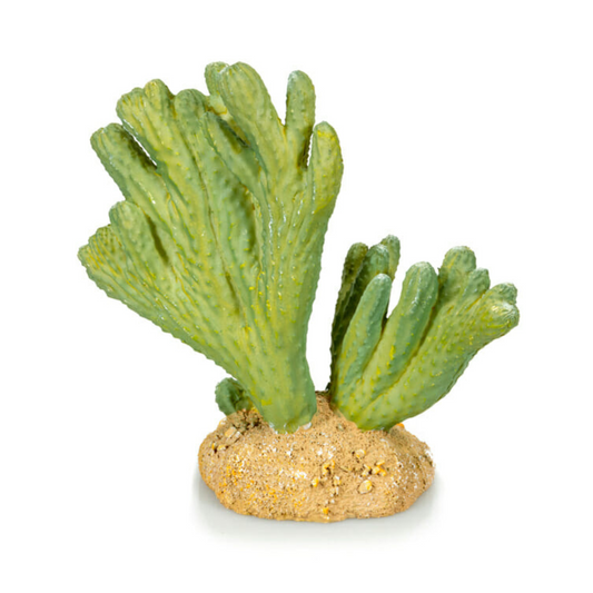 Cactus 3