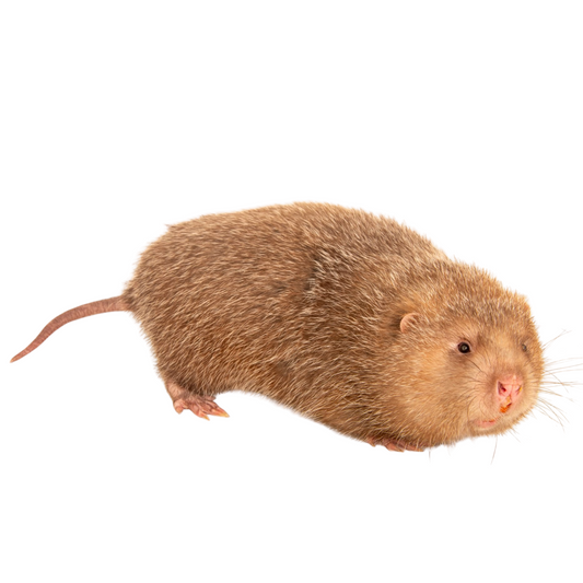 Rato do Bambu (Cannomys badius)