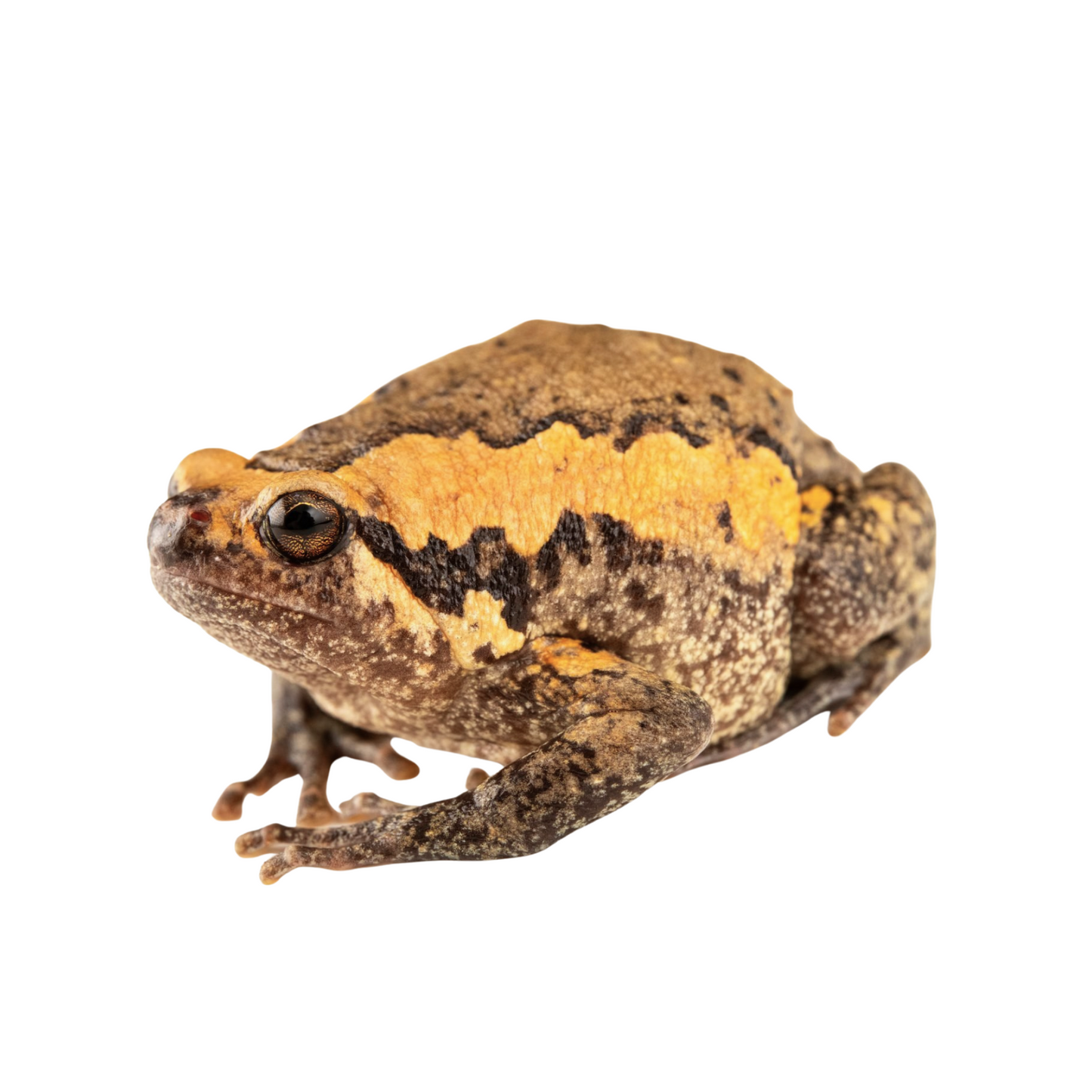 Rã-Pintada-Asiática (Kaloula pulchra)