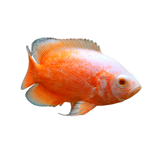 Oscar Red Chilli (Astronotus Ocellatus)
