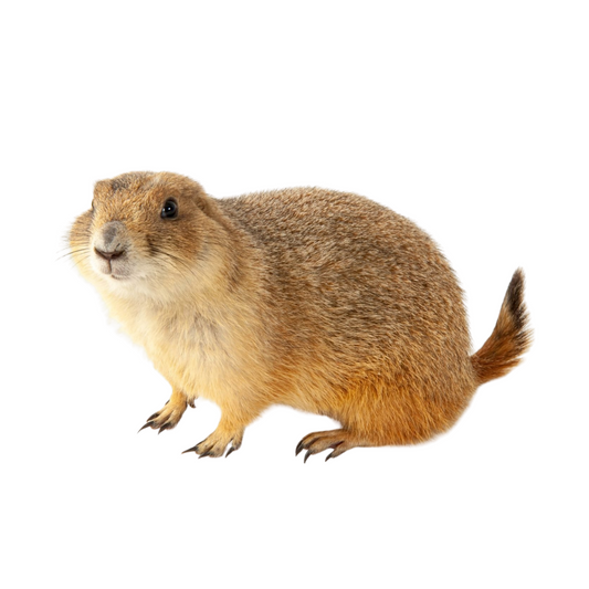 Cão-da-pradaria (Cynomys ludovicianus)