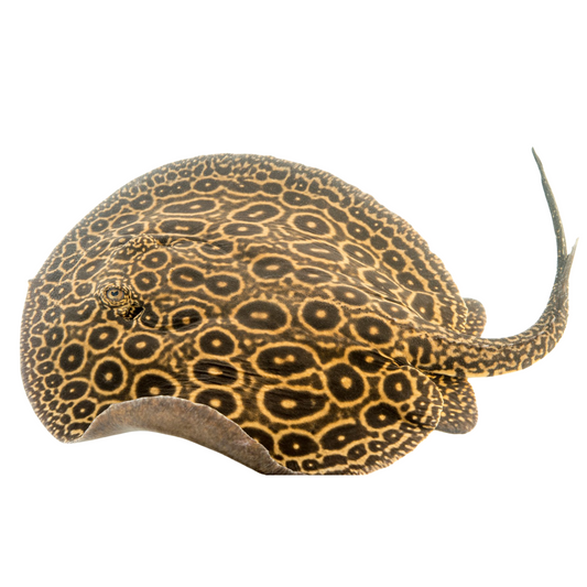 Raia Pearl (Potamotrygon jabuti)