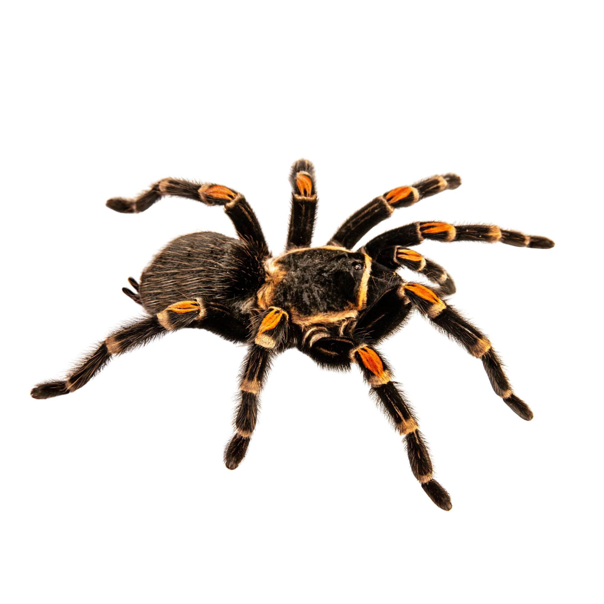 Brachypelma auratum – Jaspet