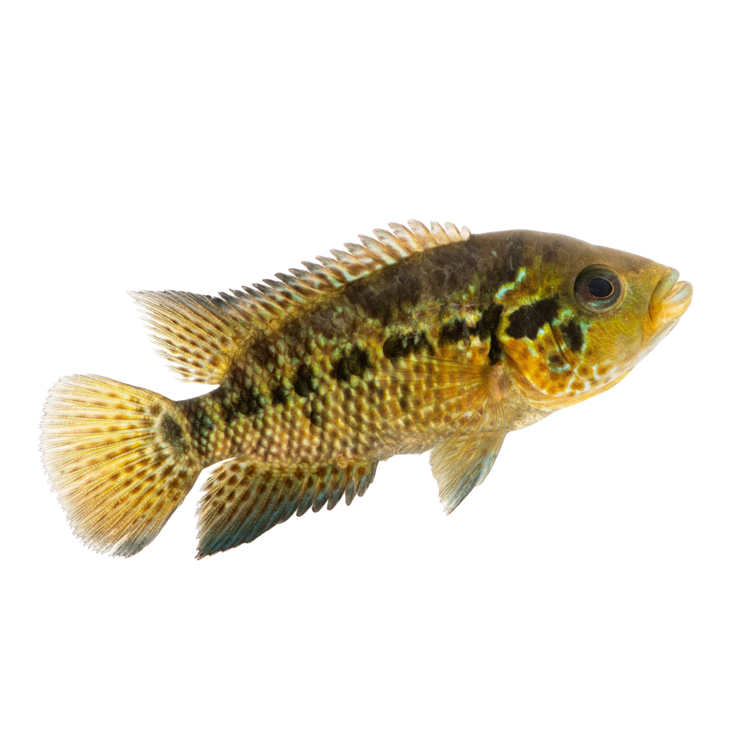 Jaguar – Parachromis managuensis S