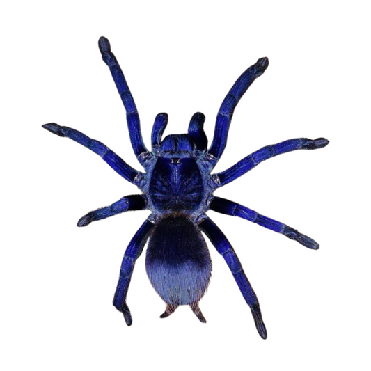 Lasiocyano sazimai