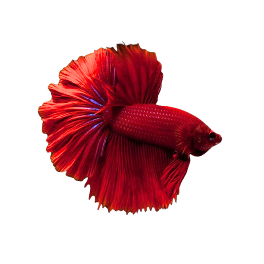 Betta (Betta splendens)