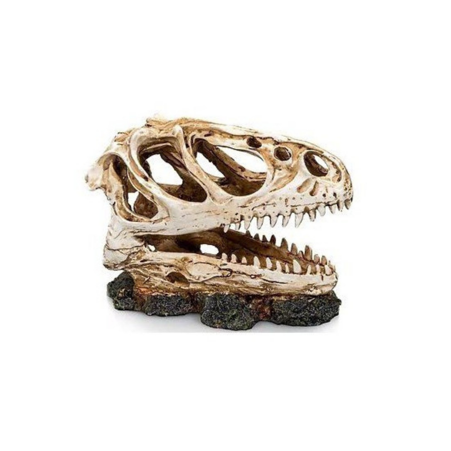 Crânio de Dinossauro